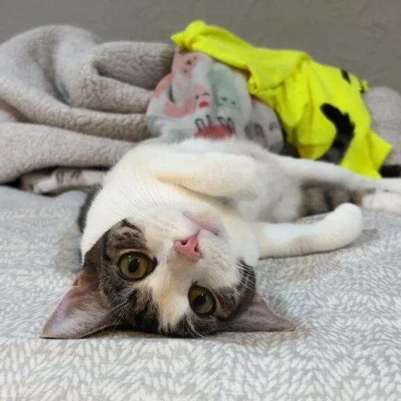 A young medium-sized female Tabby (Brown / Chocolate) Tabby cat named April for adoption in Medford, MA