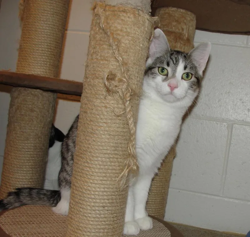 A young medium-sized male White Domestic Short Hair cat named Mike for adoption in Plover, WI