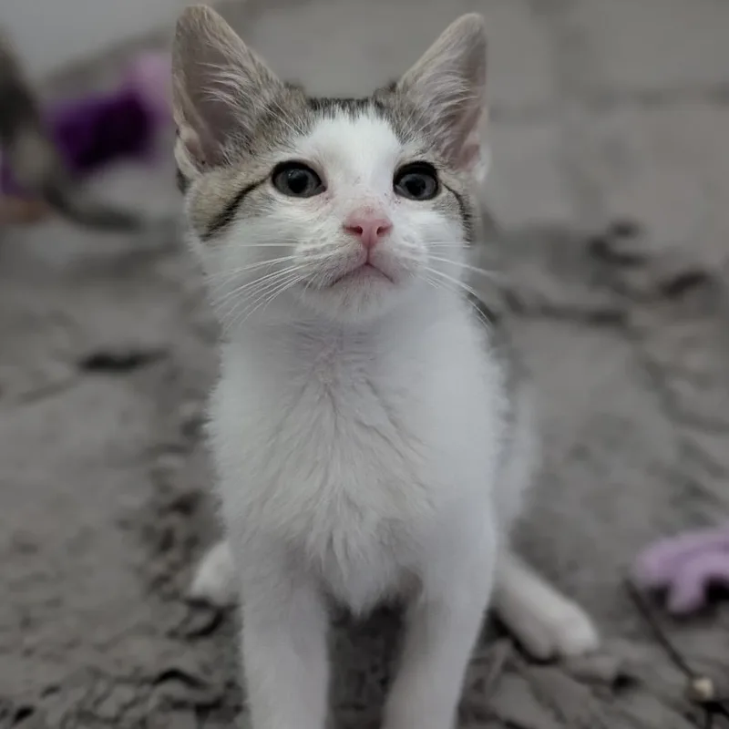 A baby small-sized male Gray / Blue / Silver Domestic Short Hair cat named Shaggy for adoption in Raleigh, NC
