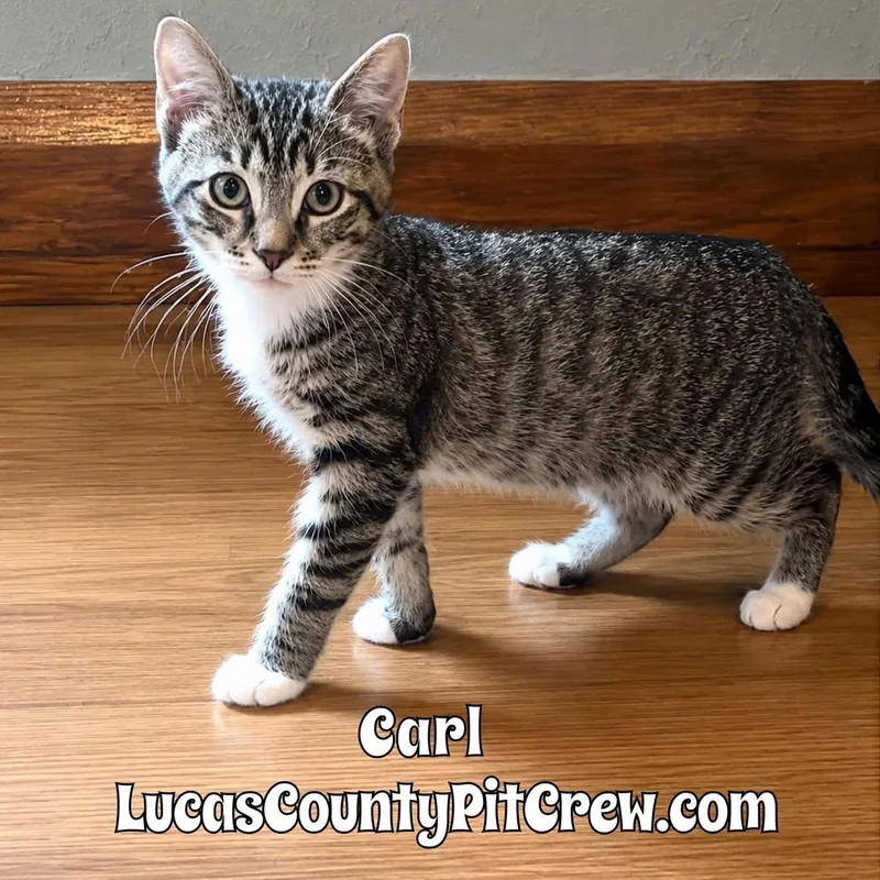 Carl