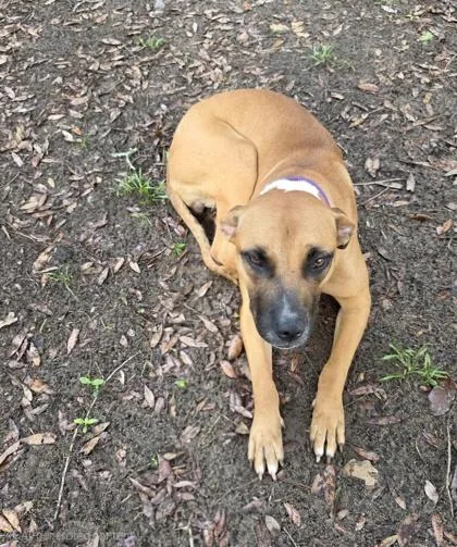 An adult medium-sized female American Staffordshire Terrier dog named a Ducky for adoption in North Charleston, SC