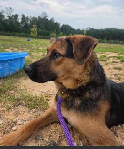 An adult medium-sized female German Shepherd Dog dog named Box spring for adoption in Atlanta, GA