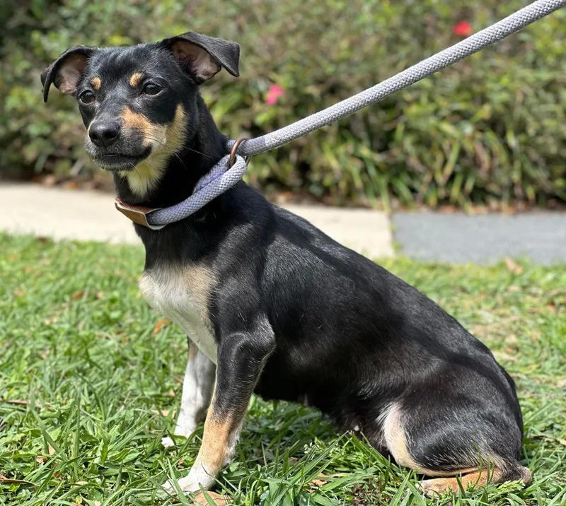 An adult medium-sized female Chihuahua dog named Blossom for adoption in Kingsland, GA