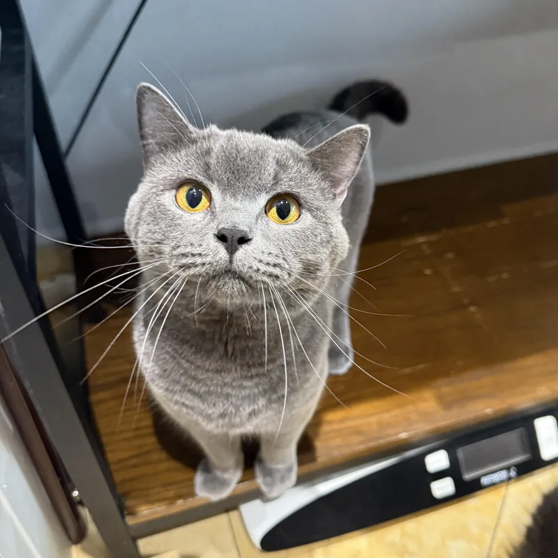 A young large-sized male Gray / Blue / Silver British Shorthair cat named Tito for adoption in Brooklyn, NY