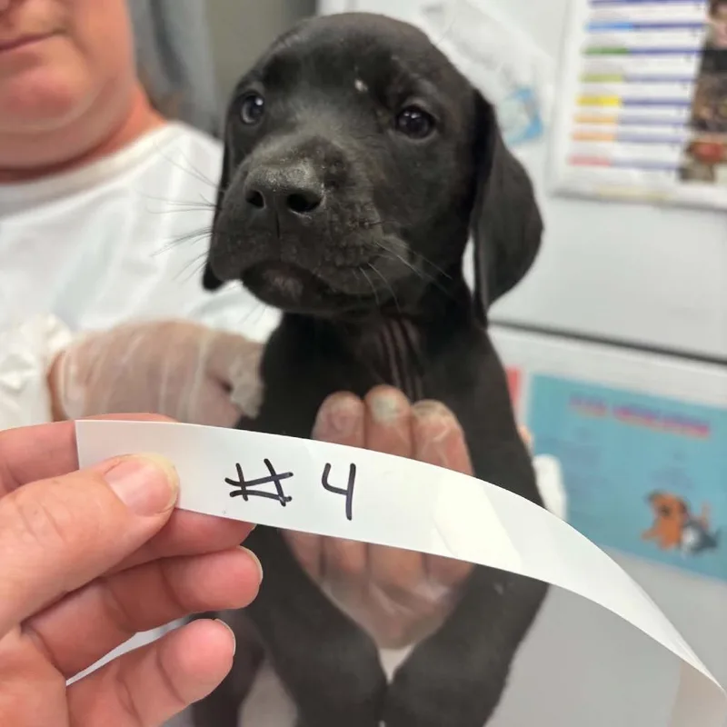 A baby small-sized male Black Mixed Breed dog named Rewind for adoption in Parkersburg, WV