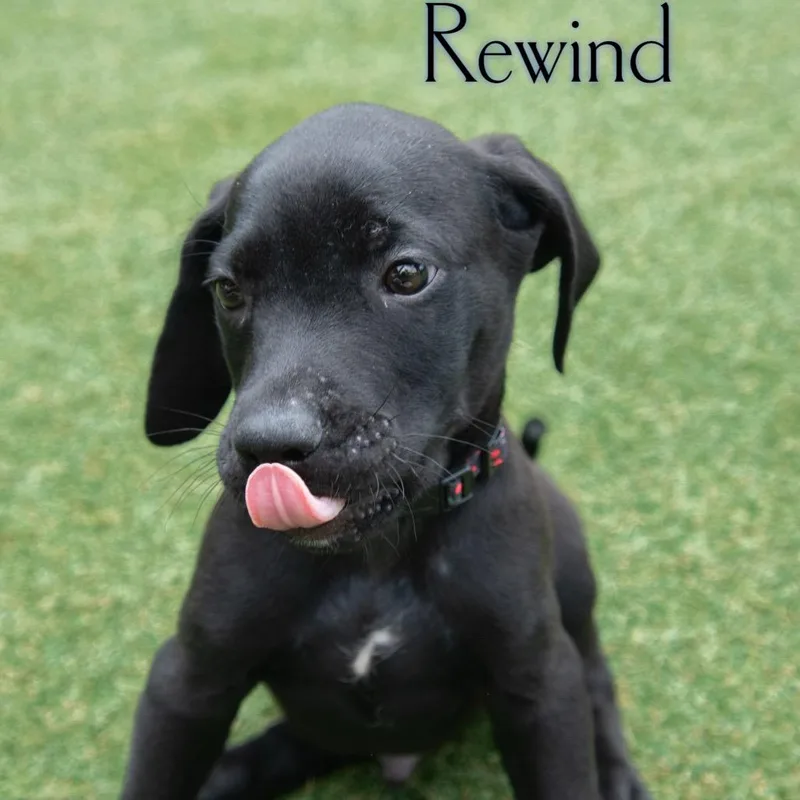 Rewind thumbnail 2