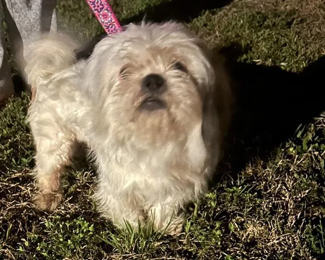 An adult small-sized female Shih Tzu dog named Nana for adoption in Fort Myers, FL