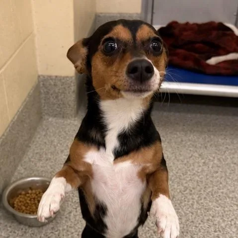 A young small-sized female Yellow / Tan / Blond / Fawn Terrier dog named Lorie for adoption in Arlington, VA