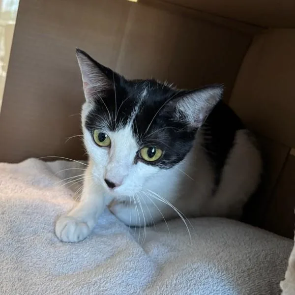 An adult small-sized female Domestic Short Hair cat named Zoey for adoption in Des Moines, IA