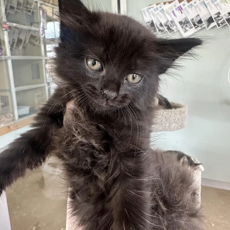 A baby small-sized male Black Domestic Short Hair cat named Noob for adoption in Leander, TX