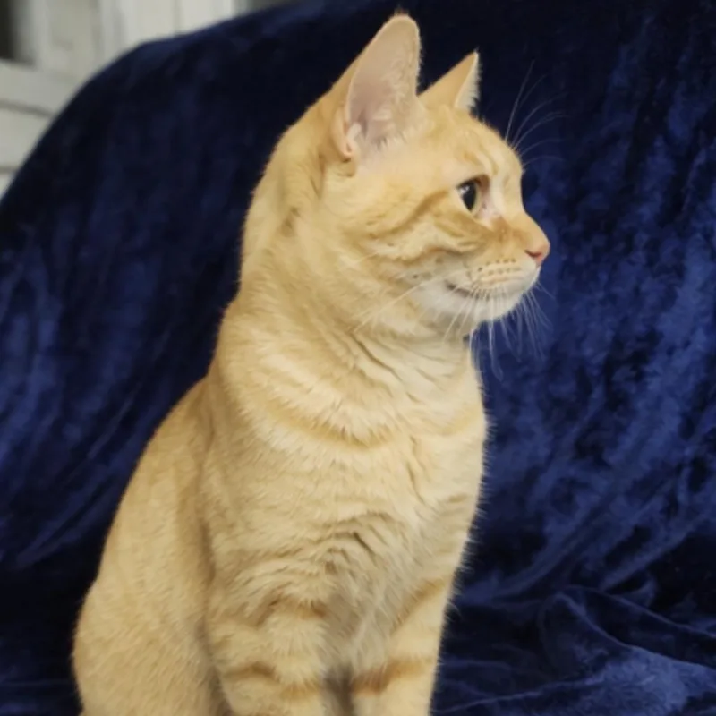 An adult medium-sized male Orange / Red Domestic Short Hair cat named Aaron for adoption in Boston, MA