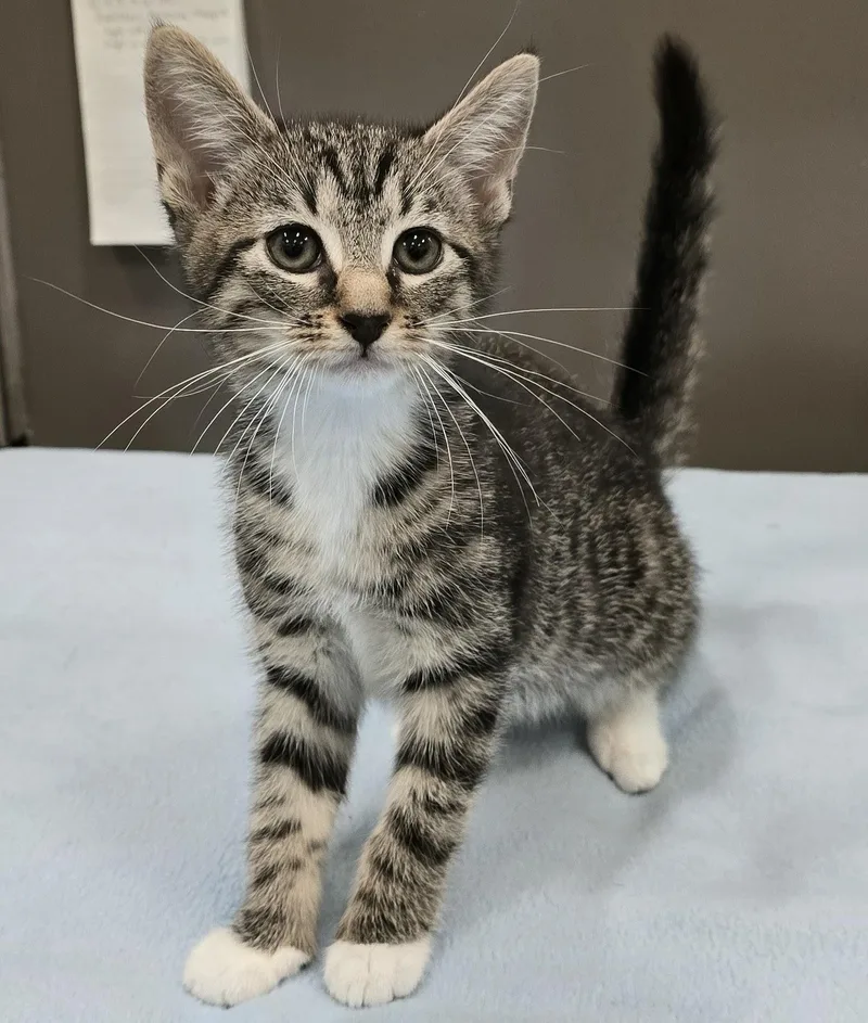 A baby medium-sized female Tabby (Brown / Chocolate) Domestic Short Hair cat named Gertie for adoption in Amityville, NY
