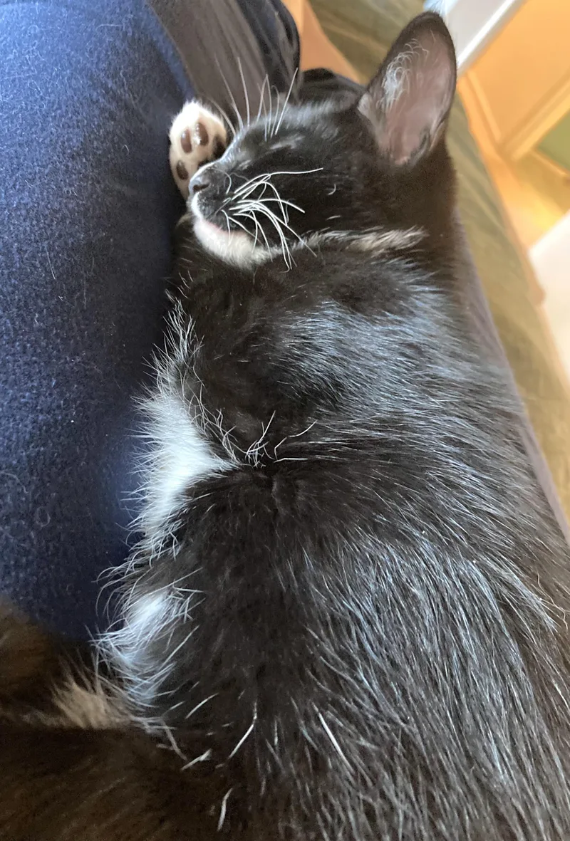 A baby medium-sized male Black & White / Tuxedo Tuxedo cat named Mac for adoption in Springfield, OR