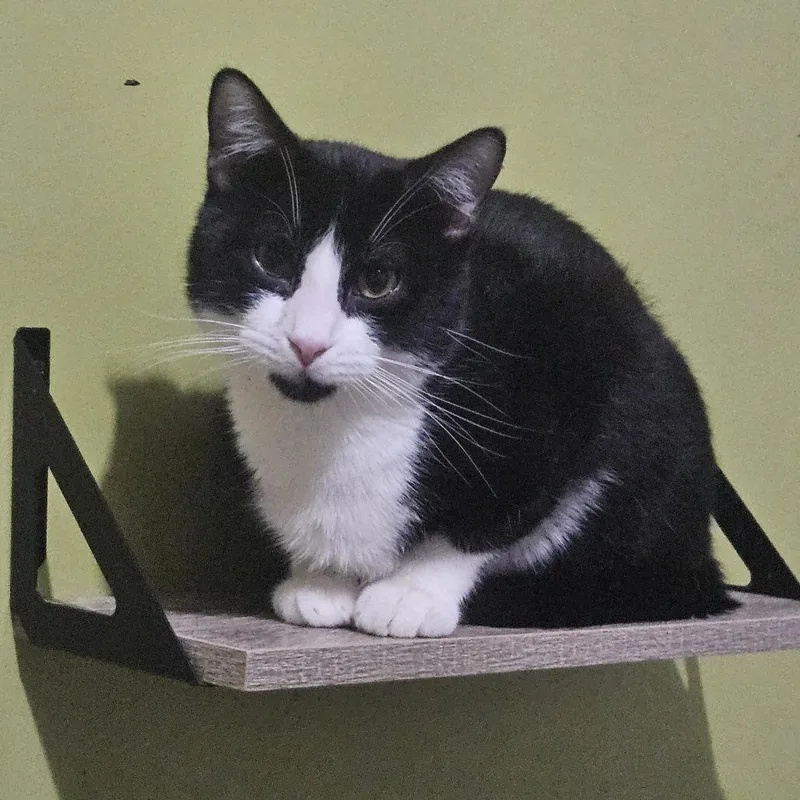 Tuxedo