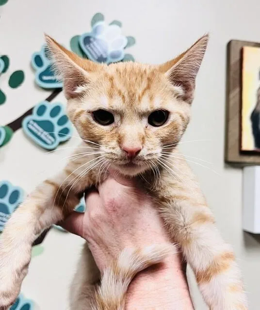 A young medium-sized male Tabby (Orange / Red) Domestic Short Hair cat named Chicken Nugget for adoption in Arlington, WA