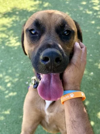 An adult large-sized female Mixed Breed dog named Rosie for adoption in Wichita, KS
