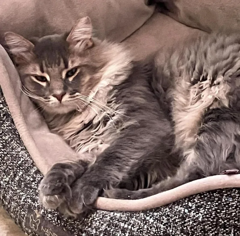 A young medium-sized male Domestic Medium Hair cat named Smokey Burke for adoption in Chandler, AZ