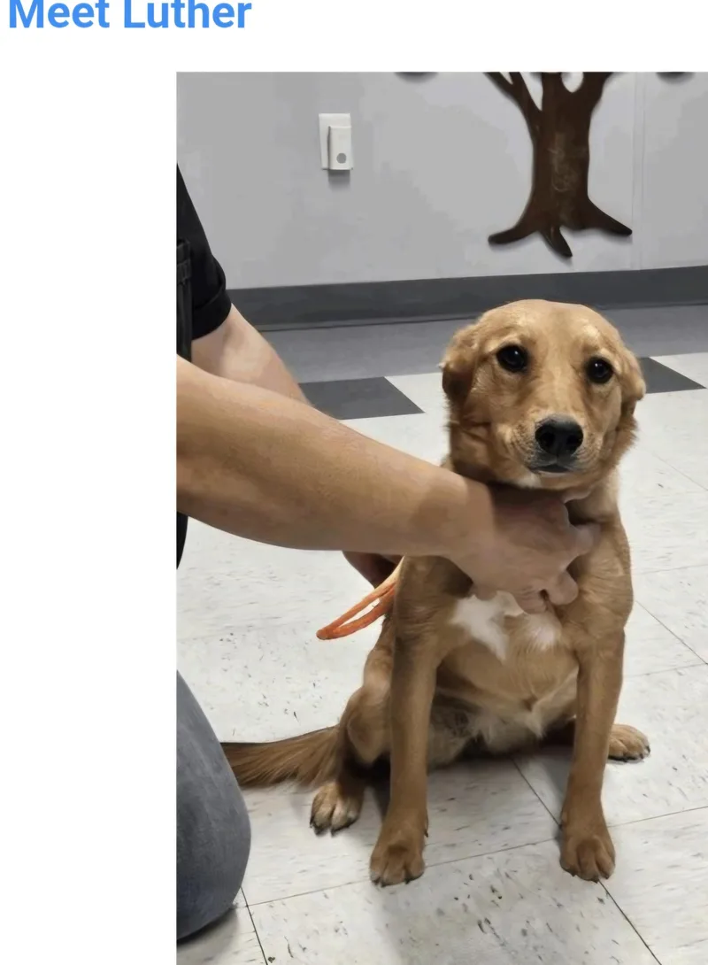 A young medium-sized male Australian Cattle Dog / Blue Heeler dog named Luther for adoption in Salt Lake City, UT