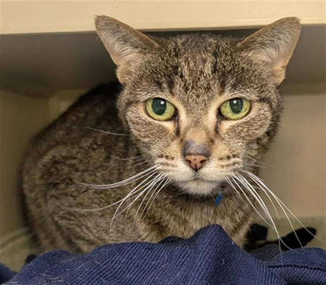 A senior medium-sized female Domestic Short Hair cat named Mittens for adoption in Denver, CO