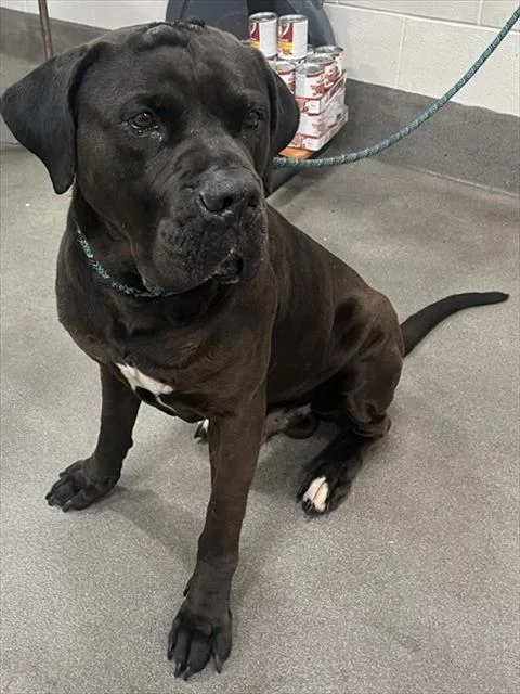 An adult large-sized male Cane Corso dog named Chicago for adoption in Upper Marlboro, MD