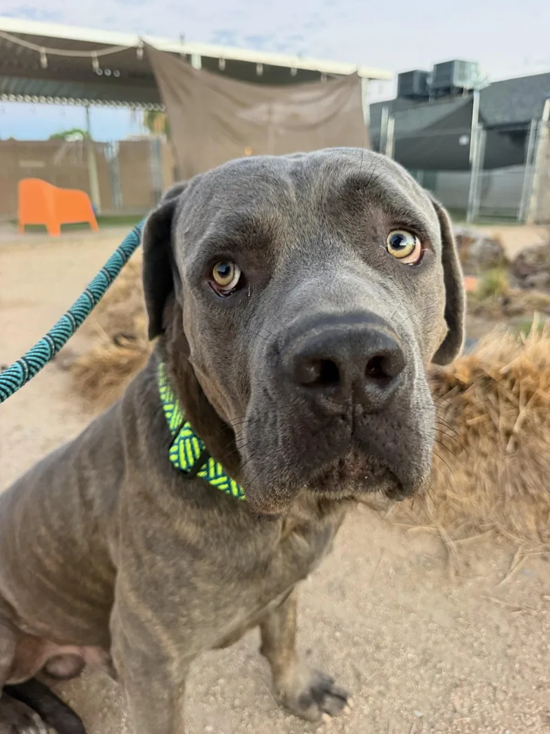 A young extra large-sized male Cane Corso dog named Maxwell for adoption in Glendale, AZ
