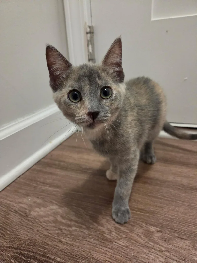 A baby medium-sized female Dilute Tortoiseshell Domestic Short Hair cat named Marie for adoption in Wilmington, NC