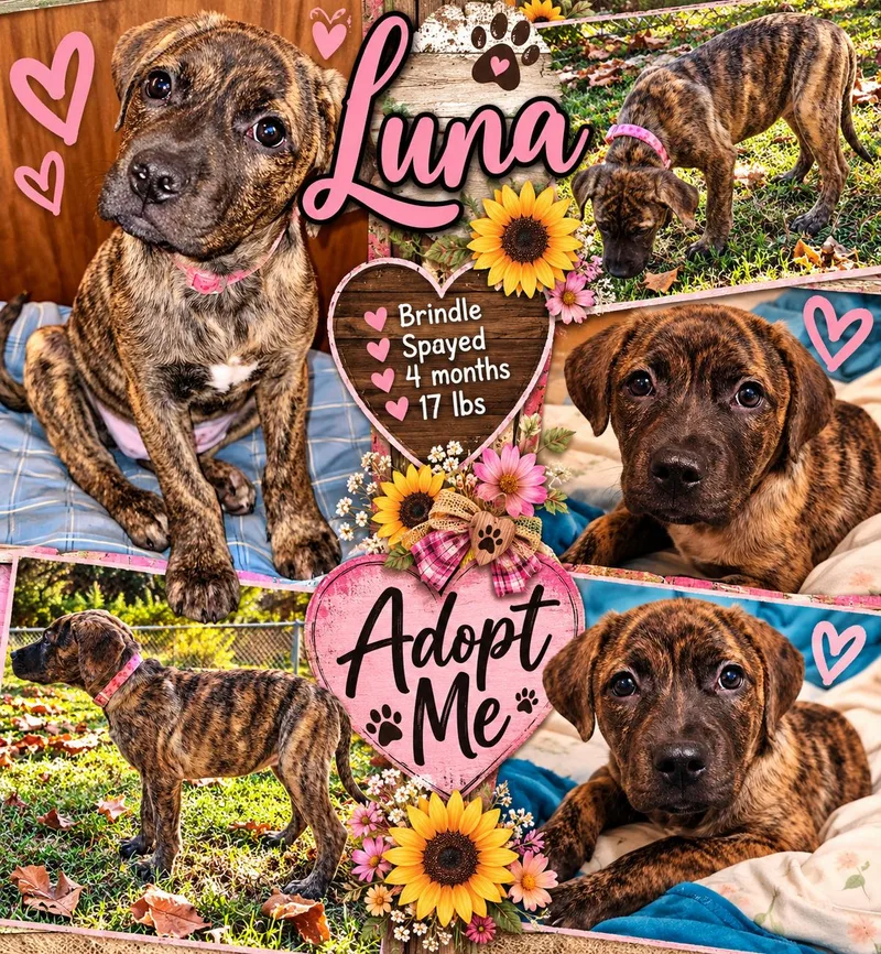 A young medium-sized female Brindle Boxer dog named Luna for adoption in Jackson, TN