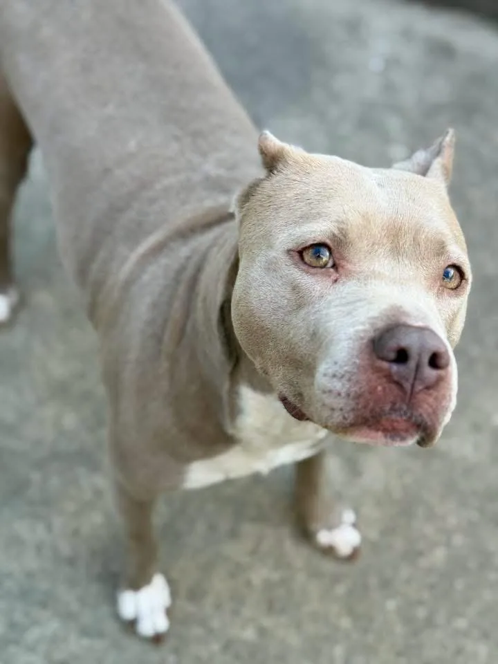 An adult medium-sized female Yellow / Tan / Blond / Fawn Pit Bull Terrier dog named Hailey Bieber for adoption in Chicago, IL