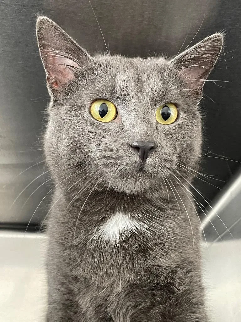 An adult medium-sized male Russian Blue cat named Smokey Flint for adoption in Ashland, WI