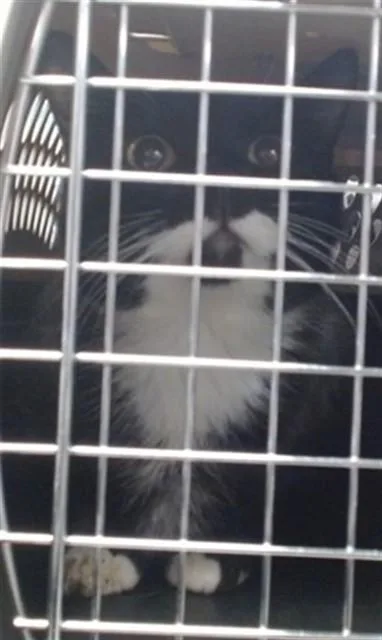 An adult large-sized male Domestic Short Hair cat named Oreo for adoption in Oklahoma City, OK