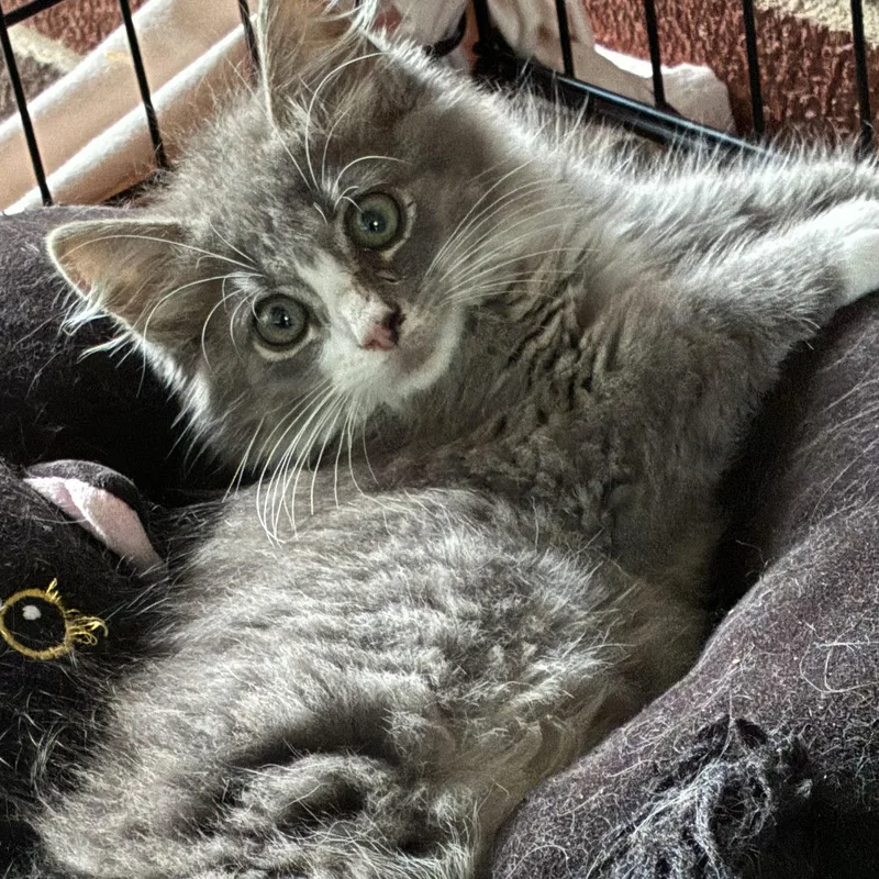 A baby medium-sized male Domestic Long Hair cat named Fabio for adoption in Charlotte, NC