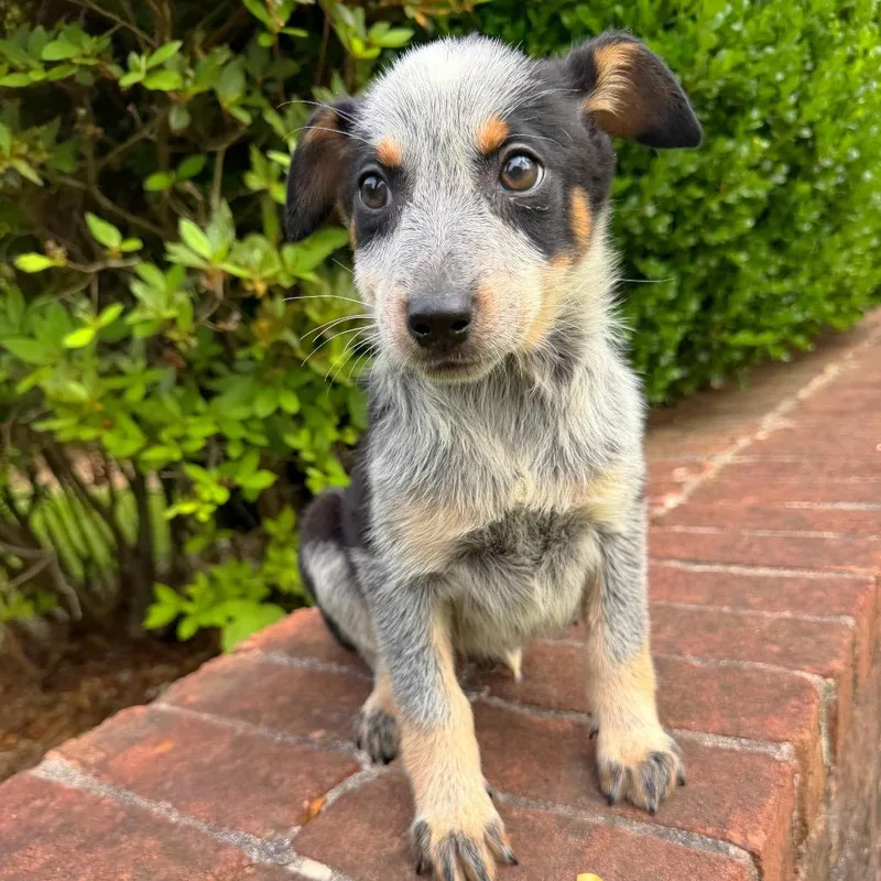 A baby medium-sized female White / Cream Mixed Breed dog named Sunflower for adoption in Brownsboro, AL