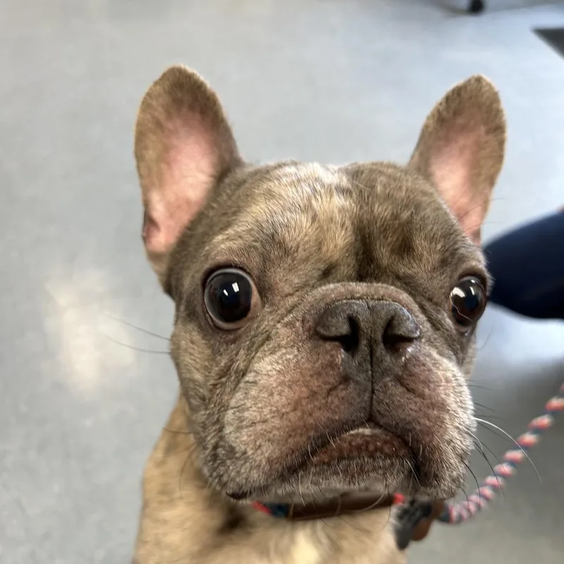 An adult small-sized male Gray / Blue / Silver French Bulldog dog named Twix for adoption in Hawthorne, CA