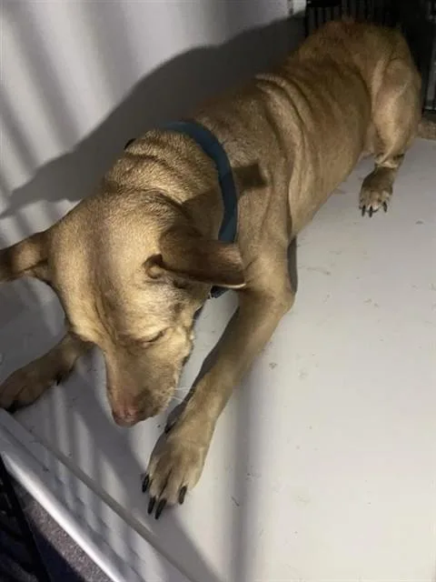 An adult large-sized female Labrador Retriever dog named A for adoption in Houston, TX