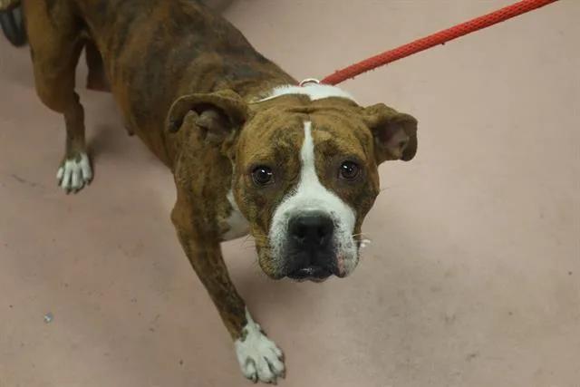 An adult large-sized female Mixed Breed dog named Sunflower for adoption in Columbia, SC