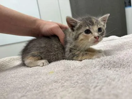 A baby small-sized female Gray / Blue / Silver Domestic Short Hair cat named Re for adoption in Kansas City, MO