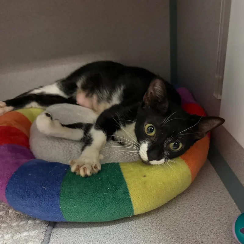 An adult medium-sized female Black Domestic Short Hair cat named Puddin for adoption in Port Charlotte, FL