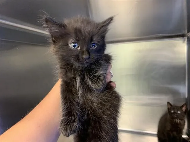A baby small-sized female Domestic Short Hair cat named Kola for adoption in Grand Prairie, TX