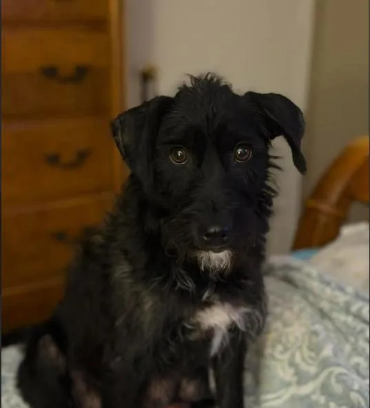 A young small-sized female Terrier dog named Lucielle In Tx for adoption in Cranston, RI