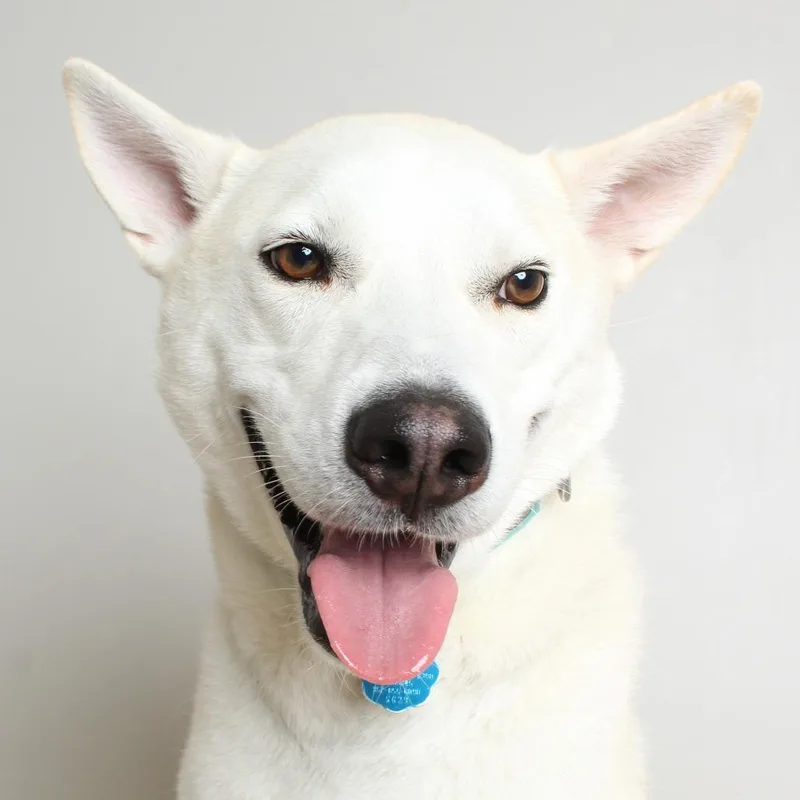 An adult large-sized male Yellow / Tan / Blond / Fawn Husky dog named Al D for adoption in Minnetonka, MN