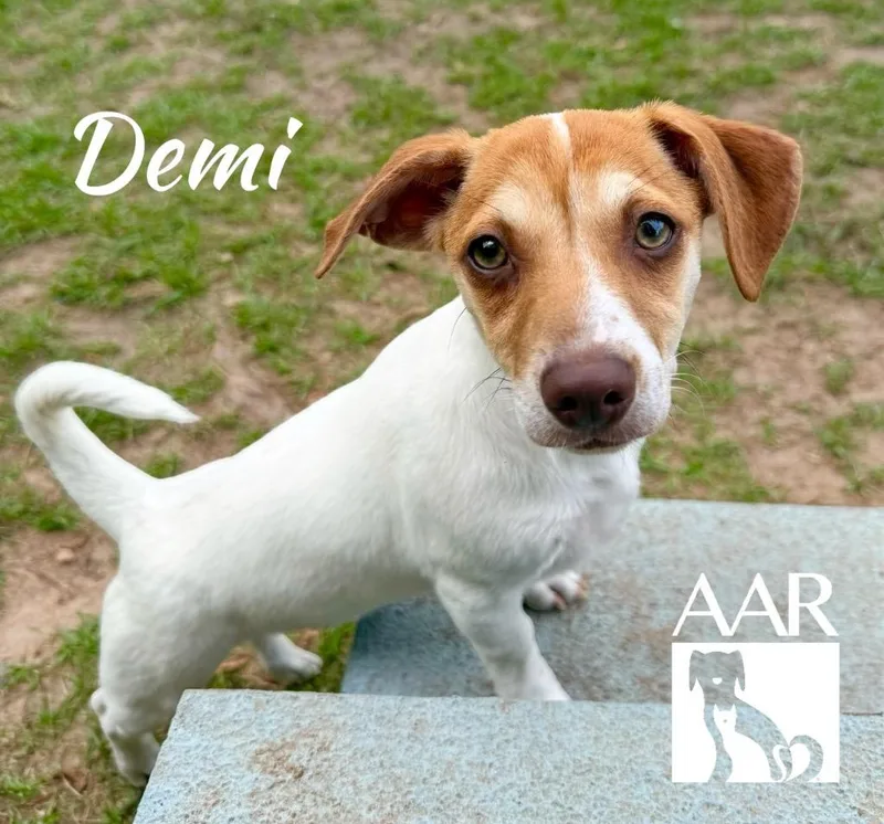 Demi