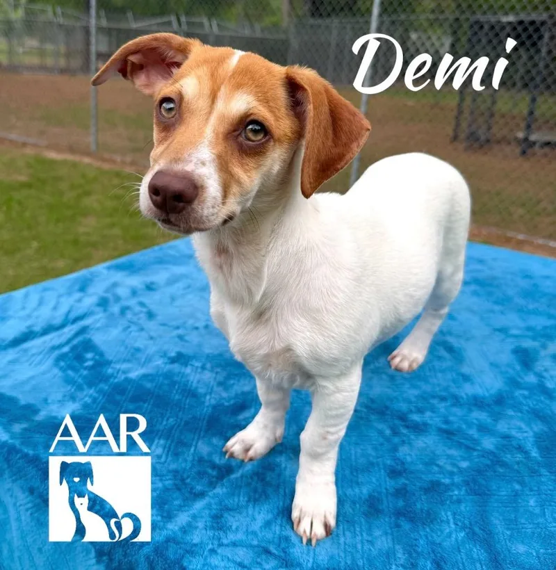 Demi thumbnail 2