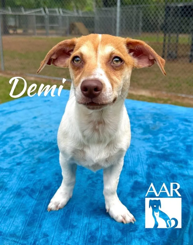Demi thumbnail 3