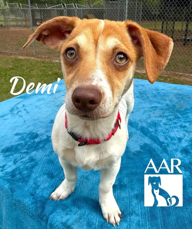 Demi thumbnail 5