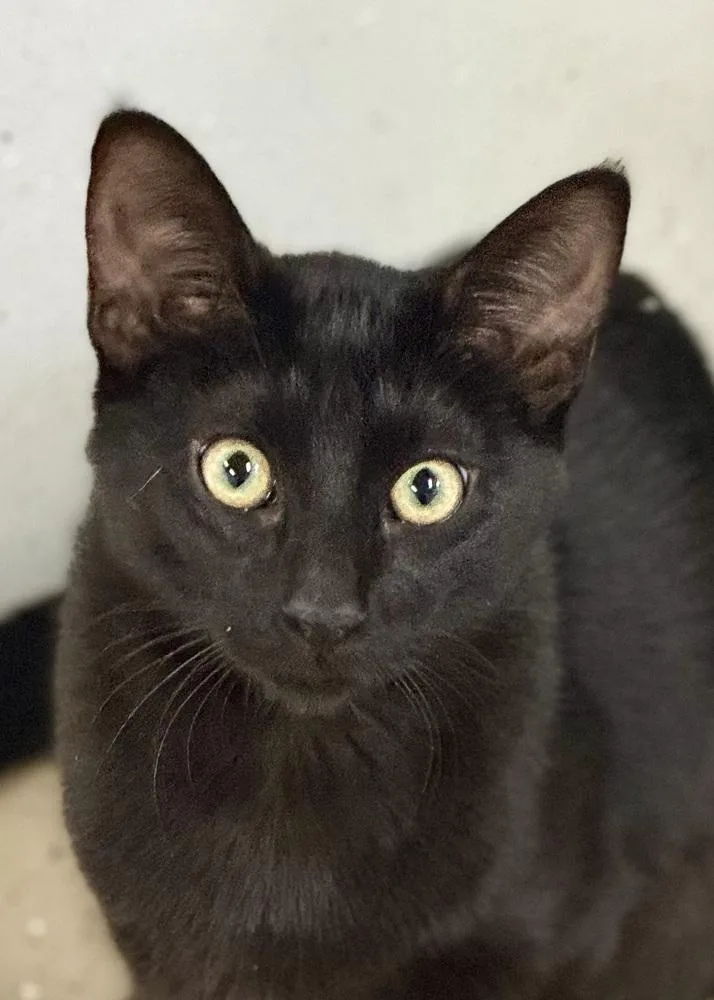 A young small-sized female Domestic Short Hair cat named Binx for adoption in Evergreen, CO