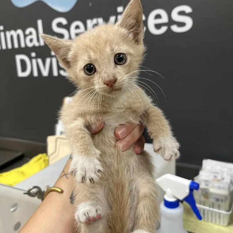 A baby small-sized male Orange / Red American Shorthair cat named Basmati for adoption in Columbus, GA