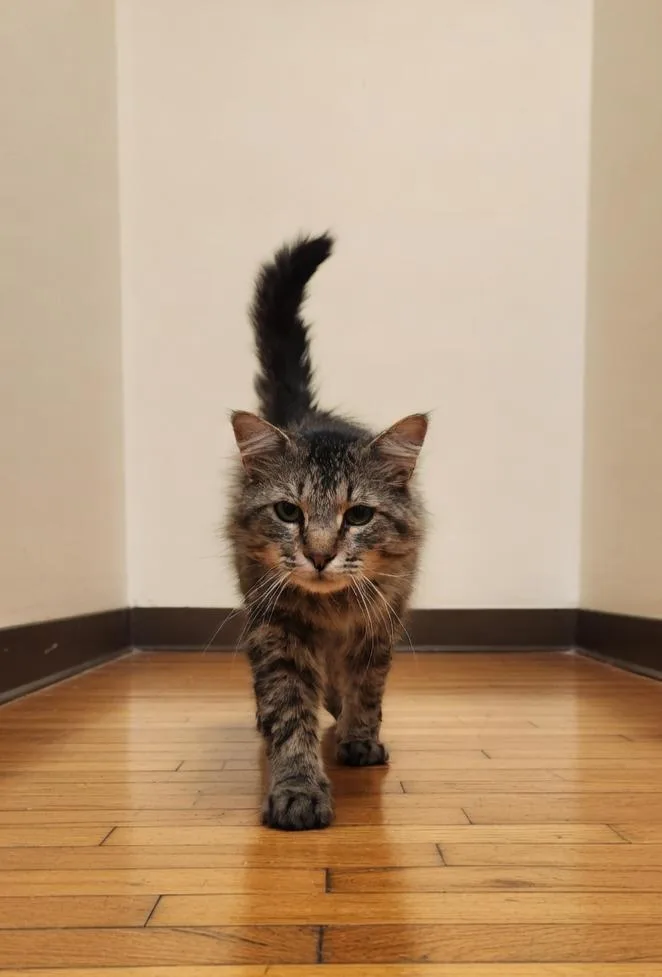 An adult large-sized male Domestic Medium Hair cat named Truman for adoption in Twin Falls, ID