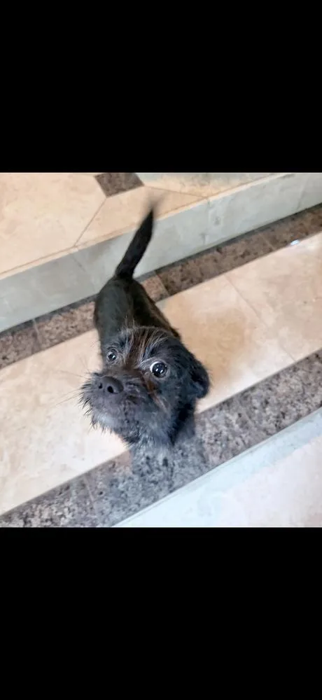 A baby small-sized female Black Terrier dog named Frida for adoption in Richmond, TX