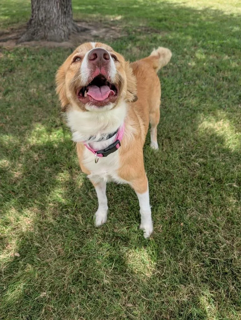A young medium-sized female Collie dog named Penny for adoption in Arlington, TX