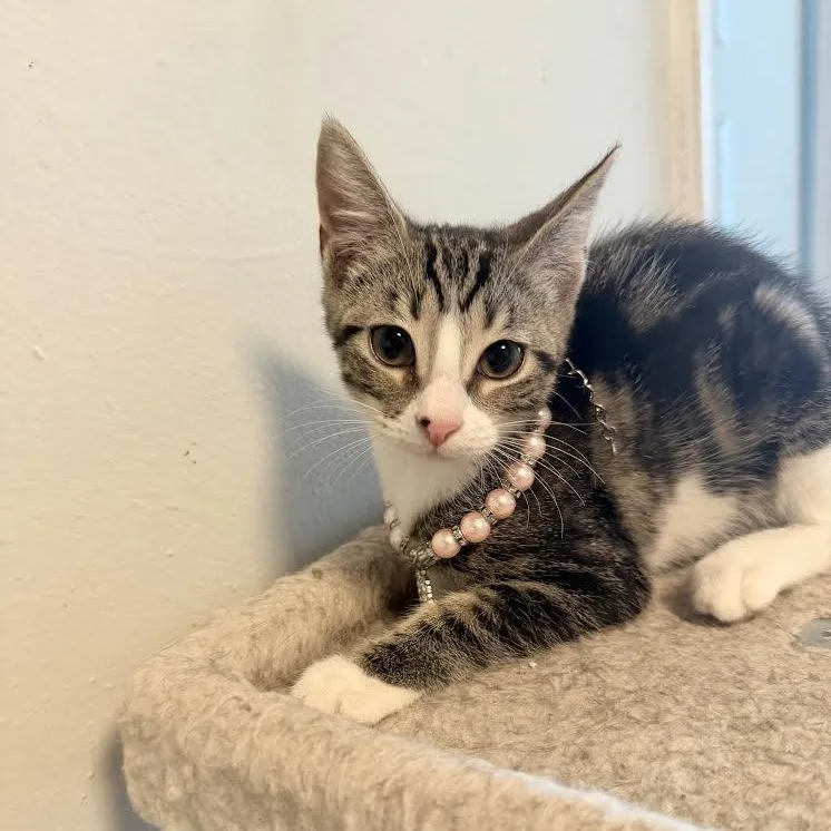 A baby small-sized female Tabby (Gray / Blue / Silver) Tabby cat named Coco for adoption in Miami, FL
